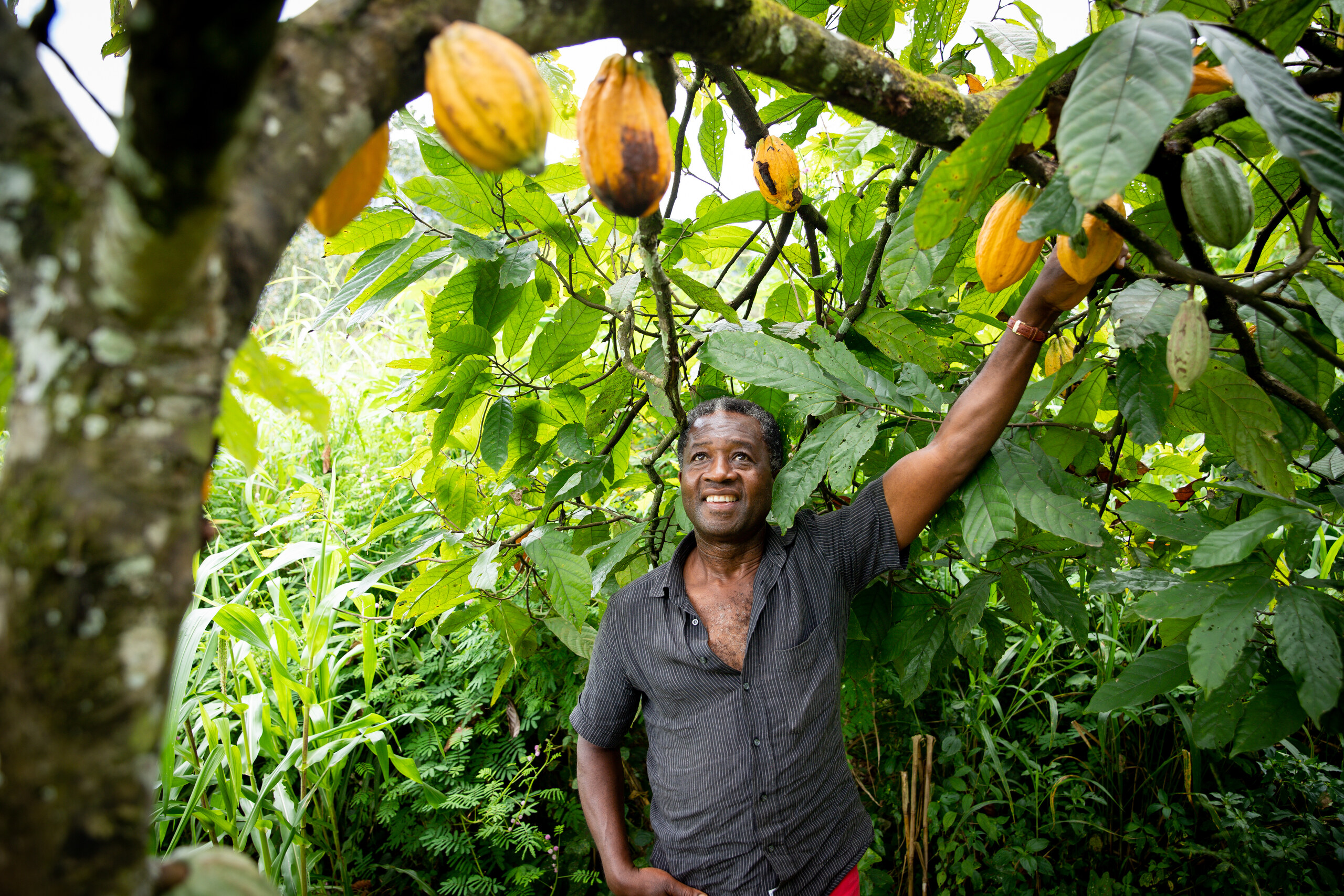 Un producteur de cacao récolte des cabosses mûres dans une plantation