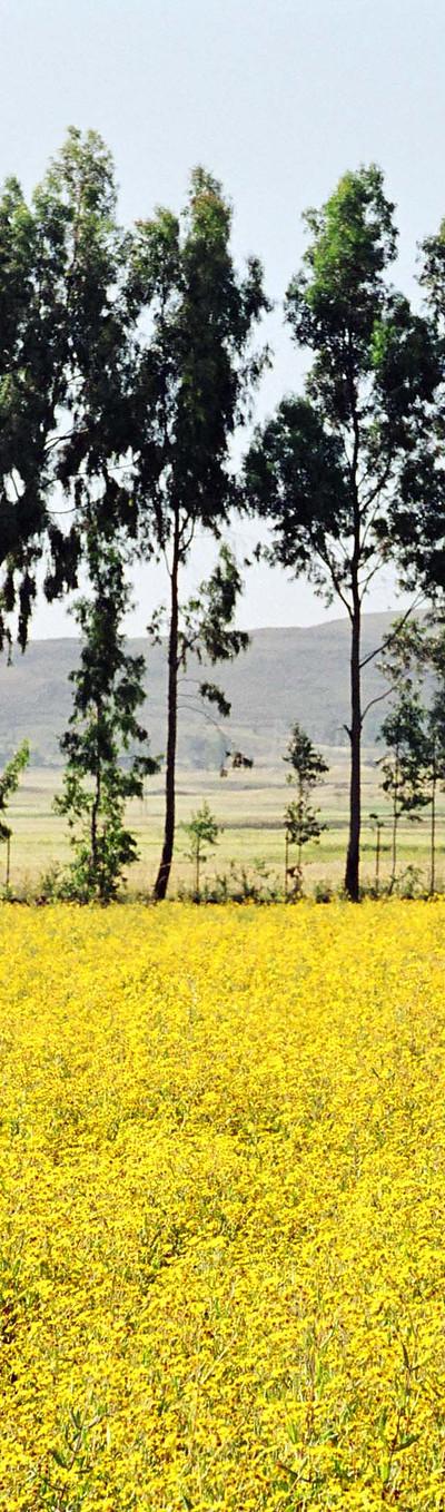 ILO ethiopia Marcel Crozet  ILO.jpg Woman in a field