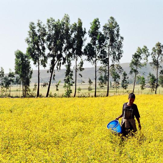 ILO ethiopia Marcel Crozet  ILO.jpg Woman in a field