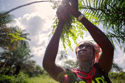 Women picking fruits in rural area in Guinea